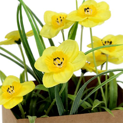 Floristik24 Narcis v papírovém sáčku žlutý V21cm