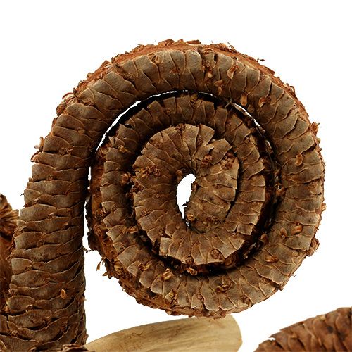 položky Palm Male Nature 25 ks