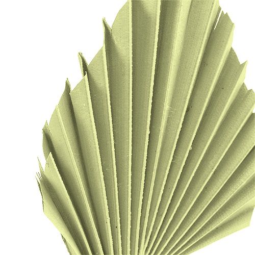 položky Palmspear jablkově zelená nabílená 65 ks