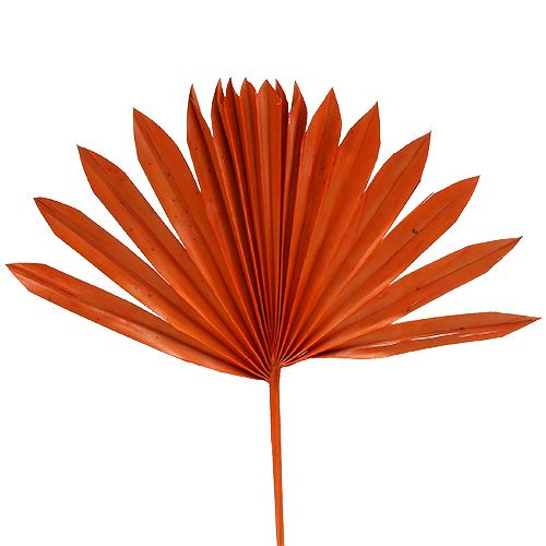 Floristik24 Palmspear Sun Orange 30ks