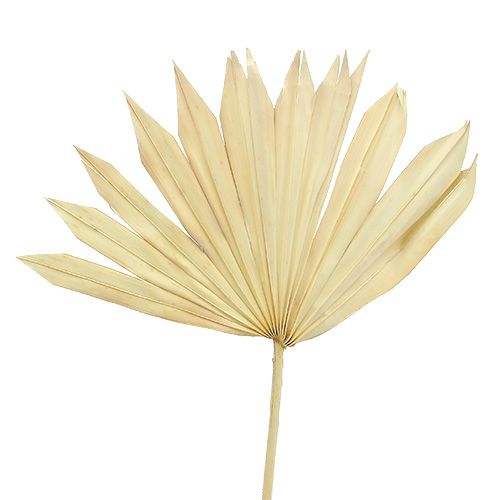 Floristik24 Palmspear Sun bělený 30 ks