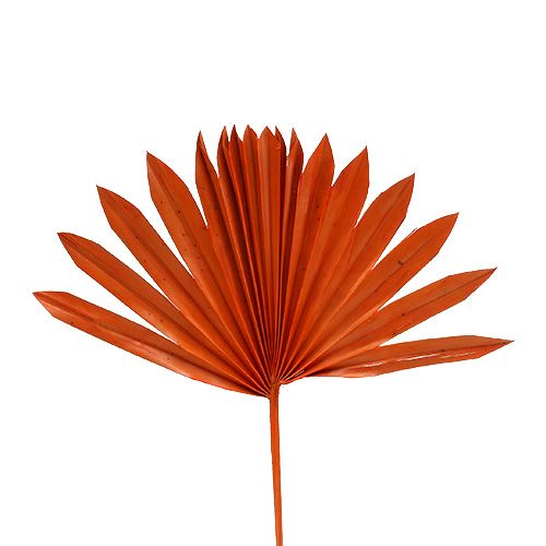 Floristik24 Palmspear Sun mini Orange 50 ks