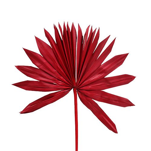Floristik24 Palmspear Sun mini Red 50 ks