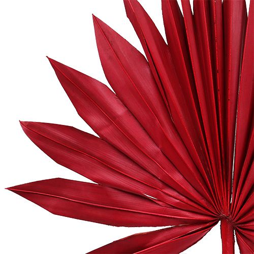 položky Palmspear Sun mini Red 50 ks