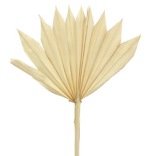 položky Palmspear Sun mini bělený 30 ks