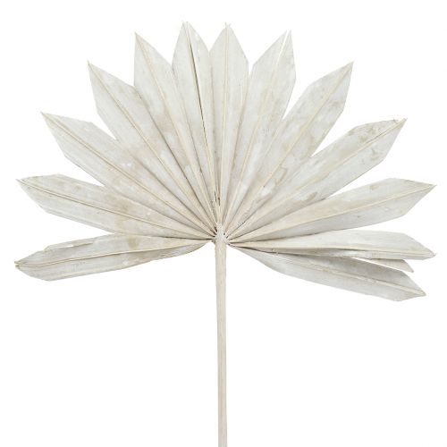 Floristik24 Palmspear Sun mini nabílené 50 ks