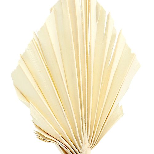 položky Palmspear bělený 20 ks