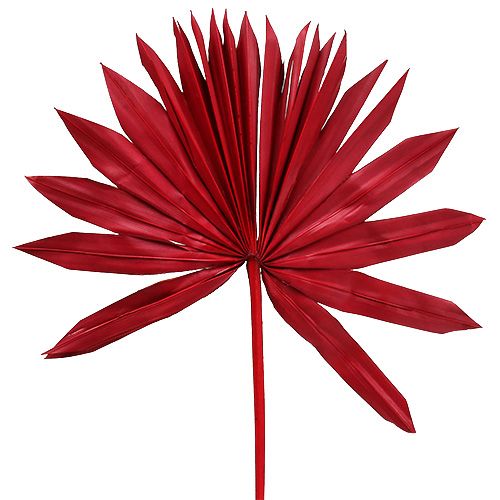 Floristik24 Palmspear Sun Red 30ks