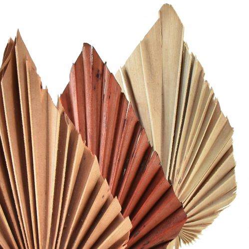 položky Palmspear mini assorted Maroko 30 ks