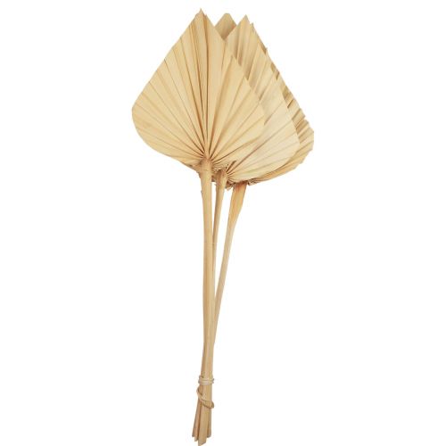 Floristik24 Palmspear palmové listy přírodní dekorace bělené 12,5×38cm 4 ks