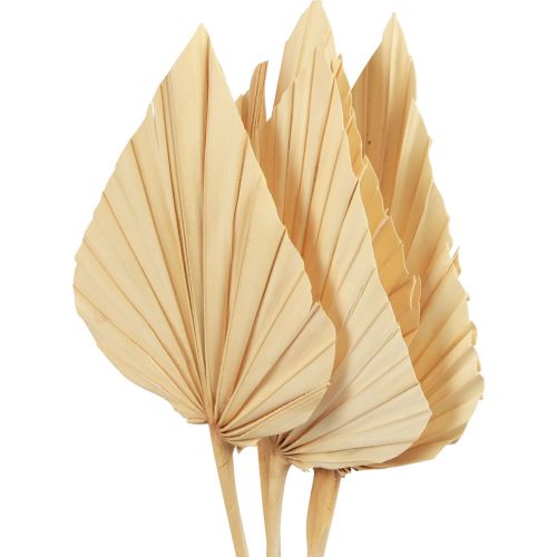 Floristik24 Palmspear palmové listy přírodní dekorace bělené 12,5×38cm 4 ks