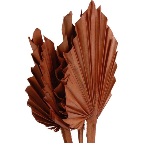 položky Palmspear palmové listy přírodní dekorace hnědá 5-9×14cm L35cm 4ks