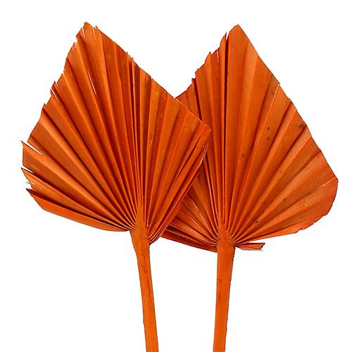 Floristik24 Palmspear Orange 65 ks