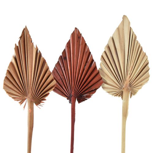 Palmspear assorted Maroko 30 ks