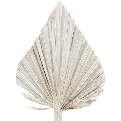 Palmový oštěp umytý bílý 10cm - 15cm L33cm 65p