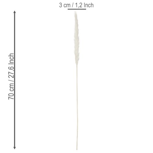 Sušené květiny pampové trávy bělené 70 cm 15 ks | Floristik24.cz
