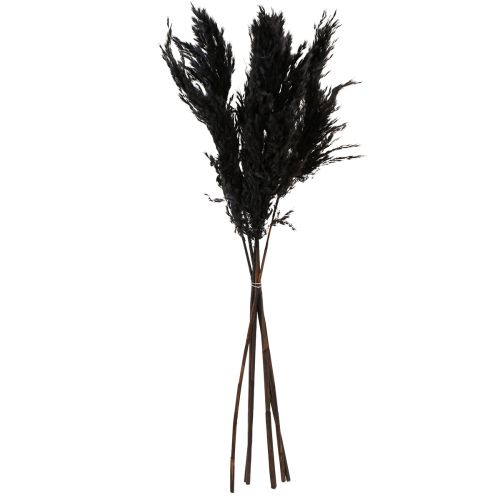 položky Pampas tráva černá 65-75cm suchá tráva přírodní dekorace 6 kusů