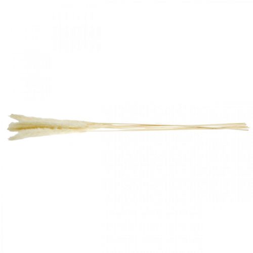 Floristik24 Sušená pampová tráva krém na suchou kytici 65-75cm 6 ks