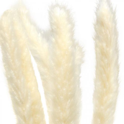 položky Krém ze sušené pampové trávy na sušenou kytici 65-75cm 6ks