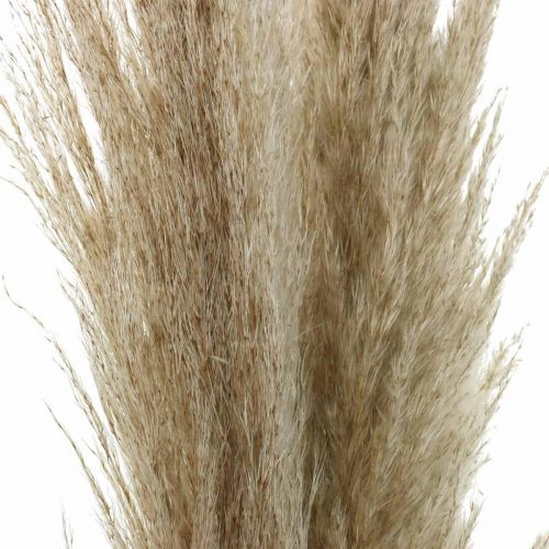 Floristik24 Pampas tráva přírodní suchá tráva dekorativní suchá kytice 1m 3 ks