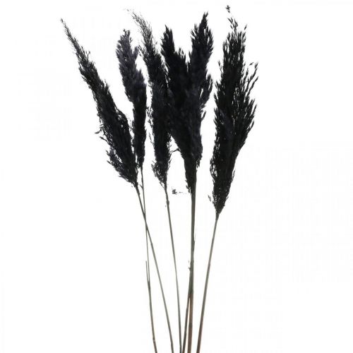 Pampas tráva černá 65-75cm suchá tráva přírodní dekorace 6 kusů