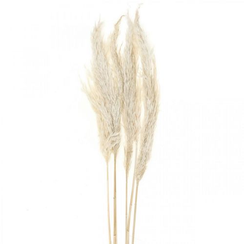 položky Pampas tráva sušená Bělená suchá deco 65-75cm 6ks ve svazku