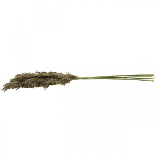 Floristik24 Sušená Pampas Grass Natural For Dry Bouquet 70-75cm 6 ks