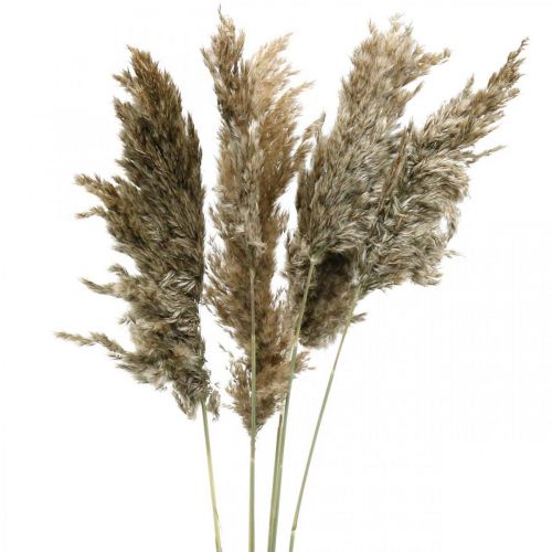 Floristik24 Sušená Pampas Grass Natural For Dry Bouquet 70-75cm 6 ks