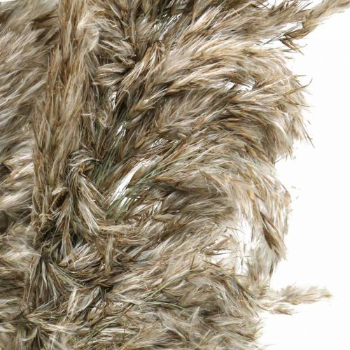 Floristik24 Sušená Pampas Grass Natural For Dry Bouquet 70-75cm 6 ks