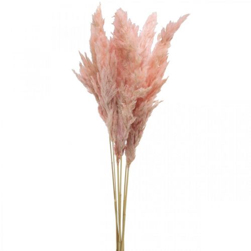 Pampová tráva sušená růžová suché květinářství 65-75cm 6ks ve svazku