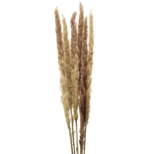 položky Pampas Grass Dekorace sušená přírodní suchá dekorace 70cm 6 ks