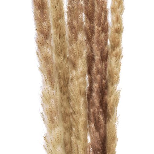 položky Pampas Grass Dekorace sušená přírodní suchá dekorace 70cm 6 ks