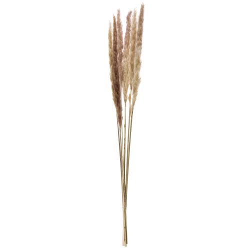 položky Pampas Grass Dekorace sušená přírodní suchá dekorace 70cm 6 ks