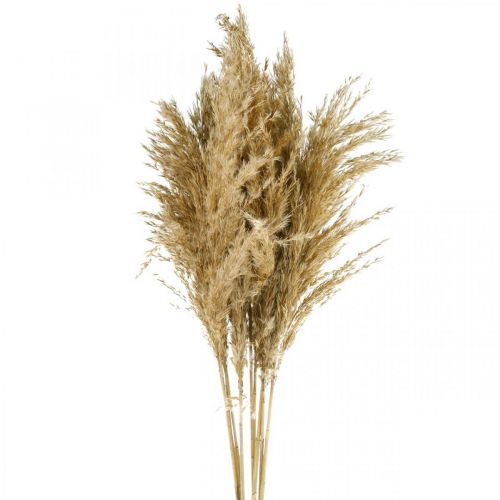 Floristik24 Pampas tráva sušená přírodní suché květinářství 75cm svazek s 10 kusy
