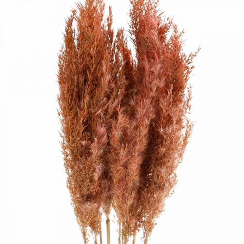položky Pampová tráva sušené růžové suché květy 75cm svazek 10ks