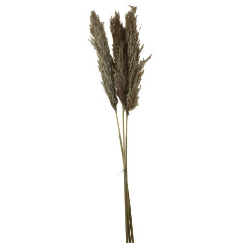 Floristik24 Pampas tráva sušená dekorativní suchá tráva přírodní 95cm 3ks