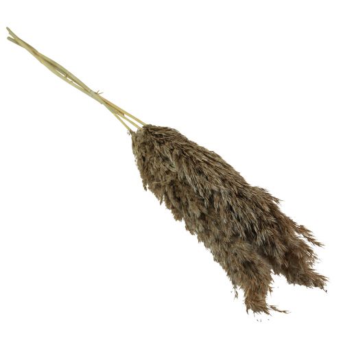 položky Pampas tráva sušená dekorativní suchá tráva přírodní 95cm 3 ks