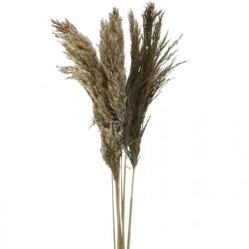 Pampas tráva sušená přírodní suchá tráva svazek 70-75cm 6 ks