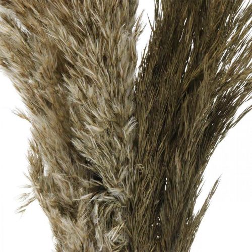 Floristik24 Pampas tráva sušená přírodní suchá tráva svazek 70-75cm 6 ks