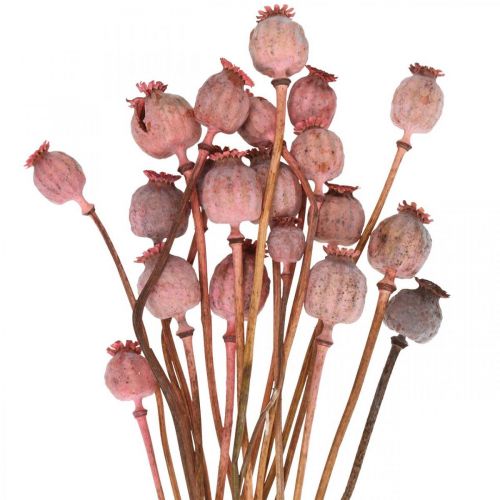Floristik24 Dry Deco Poppy Kapsle Sušené květy růžového máku 75g