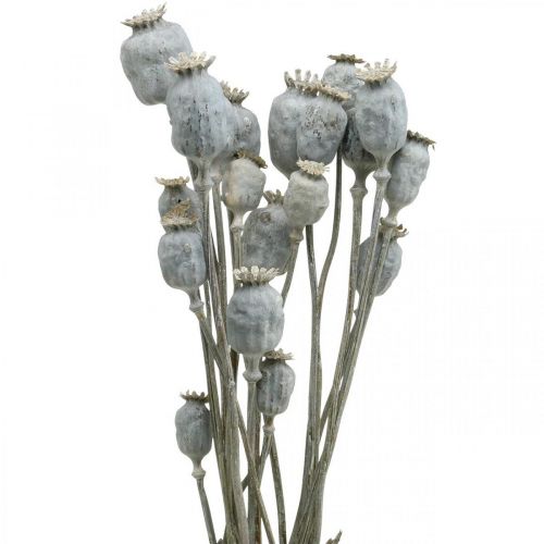 Floristik24 Deco Poppy White Sušené květiny Makové kapsle Papaver Banda 75g