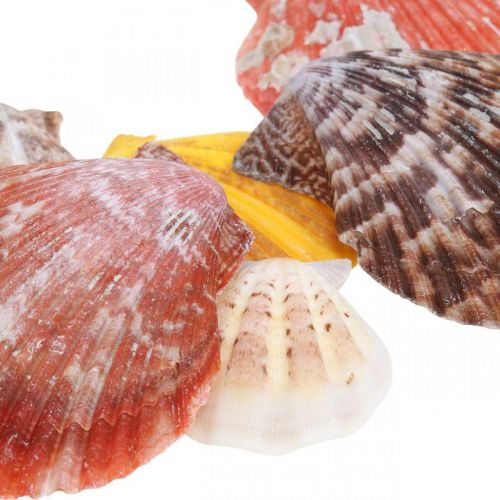 položky Hřebenatky, mořská dekorace, hřebenatka barevná V4,5–8cm 1kg