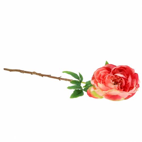 Floristik24 Pivoňka růžová 59cm