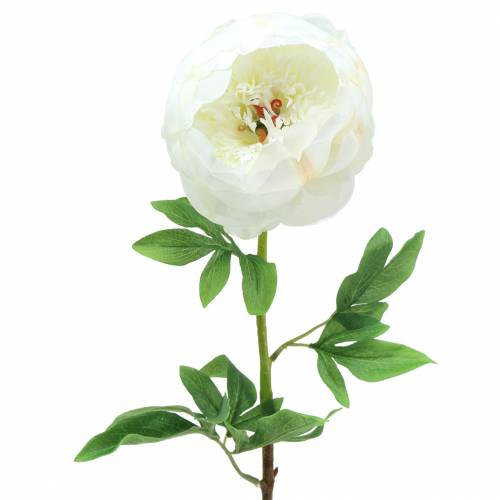 Floristik24 Pivoňka bílá 59cm