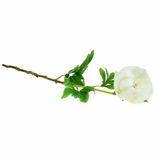 Floristik24 Pivoňka bílá 59cm