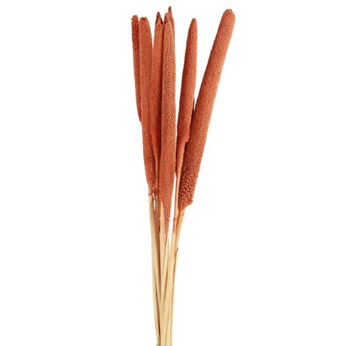 položky Perlové proso rákosí Babala proso oranžové 70cm 10 ks