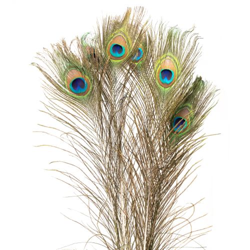 Dekorace z pavích per, pravá ptačí pera, dlouhá 75-85 cm, 8 kusů