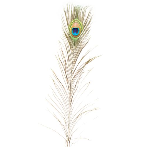položky Dekorace z pavích per, pravá ptačí pera, dlouhá 75-85 cm, 8 kusů