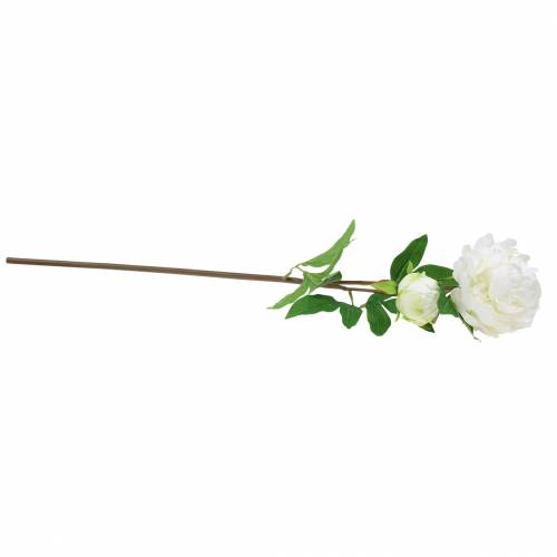 Floristik24 Pivoňka bílá 72cm