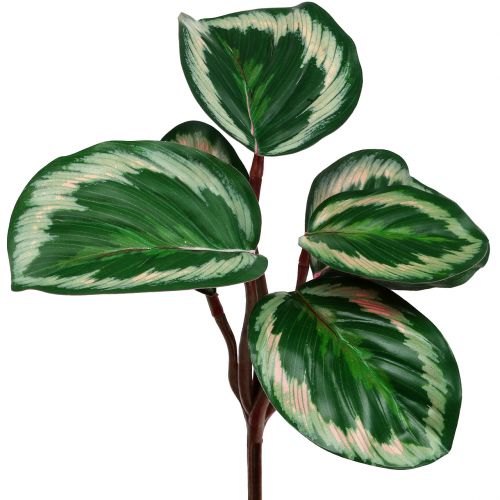 Floristik24 Rostlina tropická zelená, růžová 20 cm